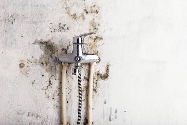 Best Fast Mold Removal  in Orosi, CA
