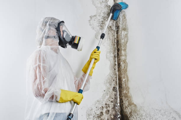 Best Toxic Mold Removal  in Orosi, CA