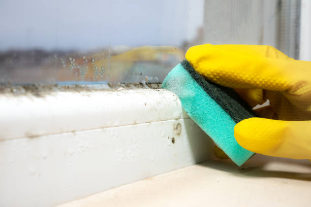 Best Certified Mold Removal  in Orosi, CA